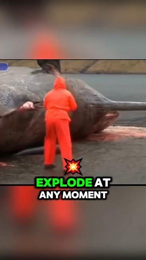 Animals That Explode After Death 😱 #animals #wildlife