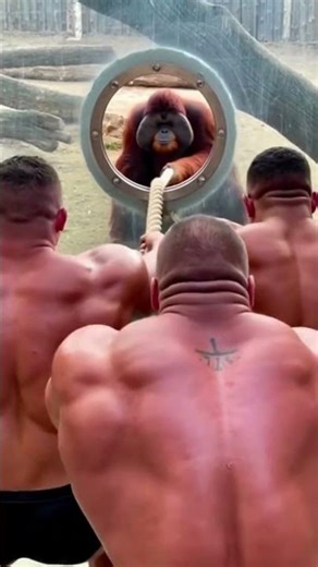 3 Bodybuilders vs. Giant Orangutan: The Middle Finger That KILLED Their Gains 🖕💀