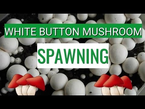 Button Mushroom | Spawning process