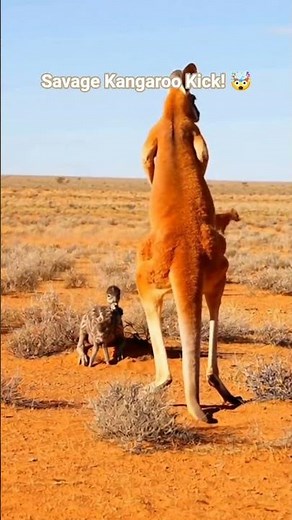 🥊 The Kangaroo Kick That Shocked the Dingo #animalpower #wildlife #nature #fight #australia