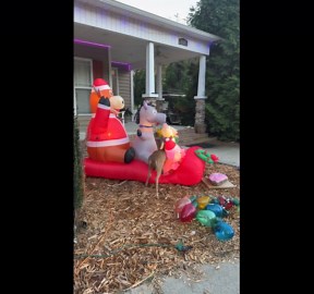 Festive animal decor triggers a wild response from a dramatic deer