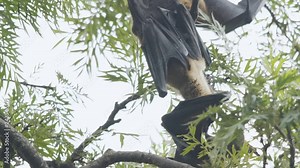 Indian Flying Fox Bats Sniff Bite Squabble and Fight for Territory Normal Speed