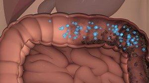 Intestinal Toxinintestinal Accumulation Toxincleans Intestinesdigestive Processhuman Stock Footage Video (100% Royalty-free) 1031605388 | Shutterstock