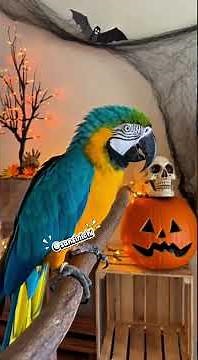 The Funniest Halloween Animal Compilation — Ghost Pets Gone Wild!