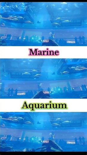 Marine Aquarium | Fish-Only with Live Rock #aquarius #fish #shorts