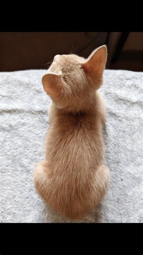 Nala 😺 on Instagram: "Rate our alarm clock from 1-10. ⏰👇😼 #kittenreels #kittensofinstagram #catlife🐾 #catsofınstagram #cat"