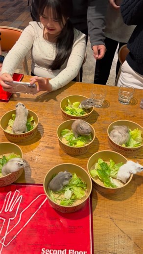 Tuffy's daily life🐹 on Instagram: "2/1舉辦Tuffy與小迷你2歲生日趴踢+倉鼠聚會🎈 第二次舉辦鼠聚活動：12位人類+8隻鼠 全員到齊，謝謝大家和倉鼠們參加✨非常感動～ 倉鼠壽命短短的，很開心Tuffy的朋友依舊健康活著 還可以聚在一起聞聞味道 ㊗️每隻鼠寶寶身體健康平安快樂長大 我的女鵝Tuffy，生日快樂呀🎂陪媽媽久一點喔！！！！！ Ps 拍完照立刻回各自的外出籠 每隻鼠都平安 真是的混亂又好玩的聚會，要拍到全部的鼠在紙盒裡 實在太困難了🤣 #hamster #hamsterdaily #倉鼠 #三線鼠 #鼠聚"