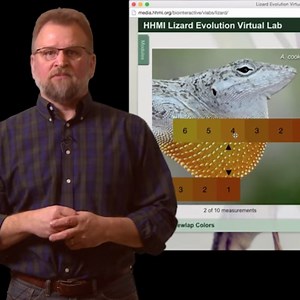 Lizard Evolution Virtual Lab