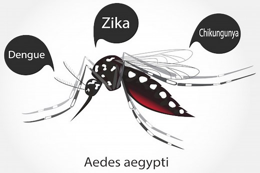 Aedes aegypti: características, doenças, resumo - Brasil Escola