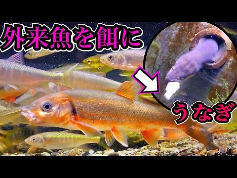 日本の川魚に捕まえた外来魚を食べさせる。