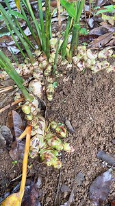 #luya #farmerlife #farming #ProudFarmer #buhayprobinsya | Alyas Boboy