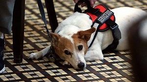 1.8M views · 11K reactions | A man and his service dog are told to...