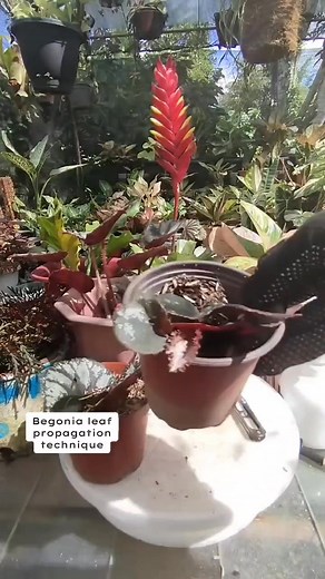 453K views · 5.3K reactions | Begonia Leaf propagation technique #propagationtechnique #PlantingTechniques #gardening #tipsandtricks #fblifestyle #plantpropagation Mamalyn's Garden | Mamalyn's Garden | Facebook