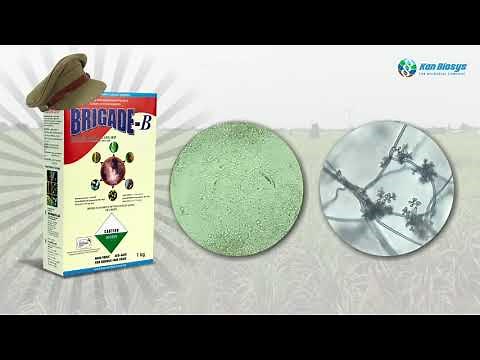 Easy and effective way of White Grub Management (हुमणी किडीचे प्रभावी व्यवस्थापन ).