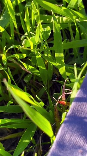 Ladybug Lays Her Eggs