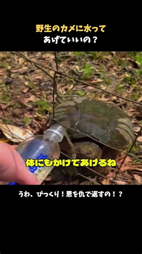 野生のカメに水ってあげていいの？