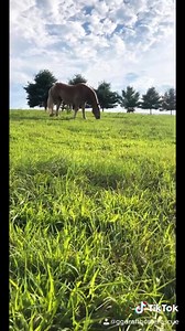 “Looks like we made it, we knew we’d make it” | Gentle Giants Draft Horse Rescue