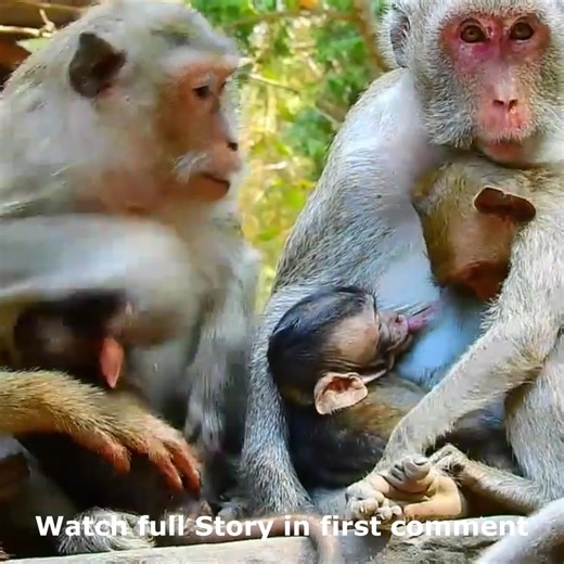 Monkey Janet attack by Blacky because angry Janet get milk from Jane Watch full Story in first comment | Cute monkey family