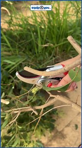 23 reactions | Check out the range of Trapp hand pruners available at Equip4You: Anvil Pruning Shears - $17 Force Multiplier Hand Pruning Shears - $28 Middle Forged Bypass Pruning Shears - $23 Heavy Duty Bypass Pruning Shears - $24 Shop online at Equip4You.com, visit our Wildey, St. Michael or Jackson, St. Thomas stores or call us at 426-9999 / 425-9999. #Equip4You #Silverline #pruningshears #shears #gardentools #gardening | Equip4you | Facebook