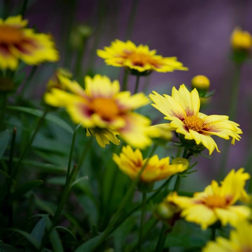 Top 10 Low-Maintenance Perennials Anyone Can Grow