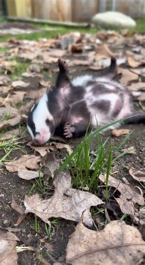 This Pocket Sized Badger Is Way Cuter Than It Should Be
