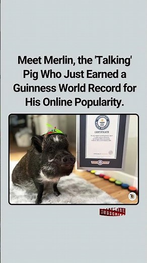 A 'Talking' Pig Just Earned a Guinness World Record