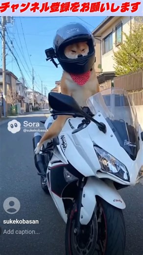 Ninja250R、YS125詰め合わせ… #ツーリング #珍走団 #バイク #原付二種 #エンジン始動 #ninja250r #バイク女子 #ビワイチ #ninja #cm #軽二輪 #昭和