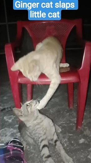 brown cat slaps kitten#cat funny video#cat #cutecat #funnycat #ytshorts #animals #viralvideo