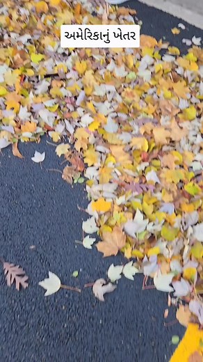 1.4M views · 27K reactions | America na farm ne explore Karyu aaje. Comment Karo next su jova mango chho amari saathe? | Divya Dudhat | Facebook