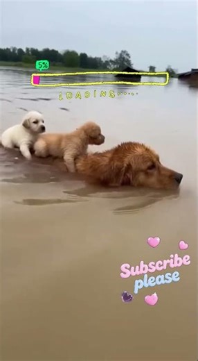 GOD HELP Dog Mom Saves Her Puppies From Flood! #survival #animals #heartwarming