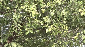 sandalwood seeds in the tree branches during the spring season , leaves, flowers and fruits Stock Video