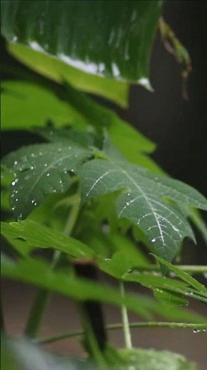 Soft Rain ASMR for Deep Sleep & Relaxation 🍃 #softrainasmr #shorts