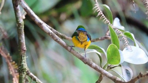 Blue naped Chlorophonia (Chlorophonia cyanea) | BIRDS & Nature