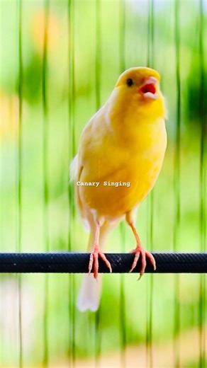 Powerful canary singing | Canary Singing #kenari3in1 #canarysinging #kenarijambul #كناري #canarylife
