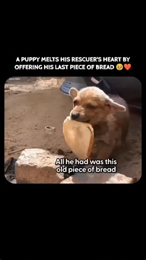 Real Heroes on Instagram: "In a moment that captured hearts worldwide, starving 7-week-old puppy Gunnar offered his only possession—a precious piece of stale bread—to the rescuers who found him, even though he himself had survived alone for a week on almost nothing. Abandoned in South Africa's Groendal Township after his family was taken, tiny Gunnar clung to life in the cold and isolation, guarding that single slice like treasure. When Sidewalk Specials arrived, they discovered him severely ane