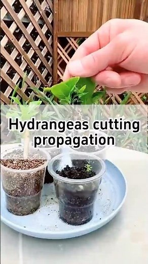 The EASIEST Way to Root Hydrangea Cuttings (95% Success – No Rooting Hormone! 🌺🌼