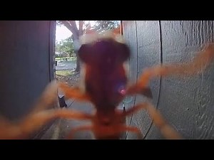 Bugs Can Be Silly...