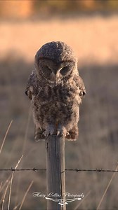 414K views · 27K reactions | A great gray owl hunting voles | Harry Collins Photography | Facebook