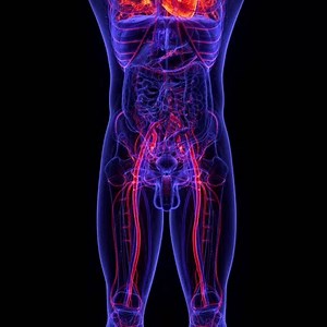human heart with blood vessels anatomy medical concept 3d animation