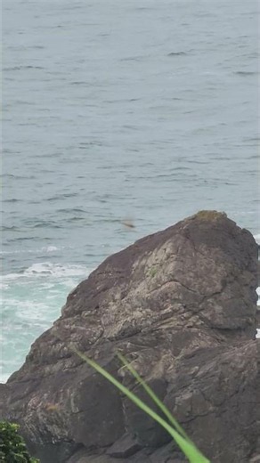 【昆虫観察】海辺の岩場のトンボ