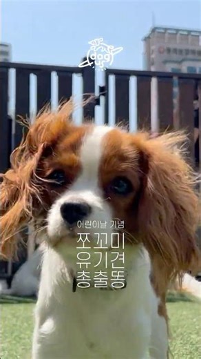 가정의달 기념 "주사맞는 날" 도그어스플래닛 유기/구조 쪼꼬미 총출똥