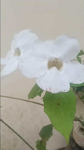 Thunbergia grandiflora