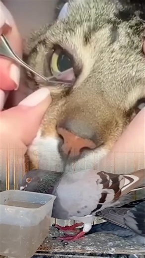 aCat# eye# treatment# in progress 🐱👁️Care, cure, and comfort ❤️✨#CatCare #PetTreatment short video