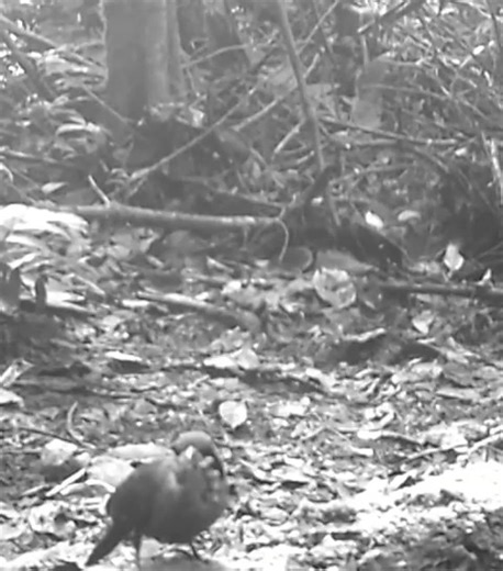 2.3K views · 23 reactions | This video captures instinct in action: a...