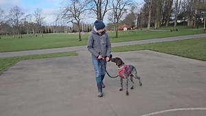 Loose lead walking with Scout. We are using a traditional way to teach loose lead walking here using food rewards based on a heelwork model. I have pretty strong feelings about teaching dogs to heel, I think it's almost always unnecessary (I'm not interested in an argument/discussion on heelwork) but the framework can be useful sometimes in teaching dogs to walk well within the boundary of the lead. Scout has been recently adopted. She's around 2 years old, her new family are amazing, but she's 