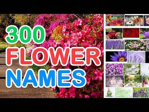 300 FLOWER NAMES IN ENGLISH WITH PICTURES THAT YOU MAY FIND IN YOUR GARDEN