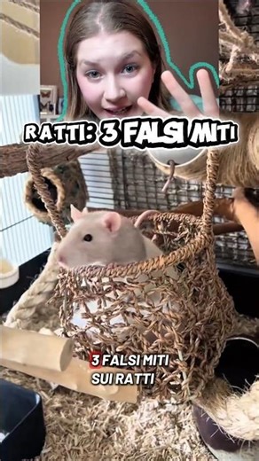 Rats: 3 false myths!
