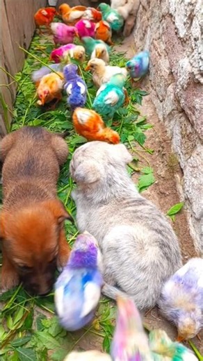 The Secret Language of Chicks! Cute Sounds | funny Cute Rainbow Chicks | chicken free sounds #shorts