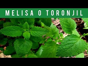 🟡MELISA o TORONJIL 🌿 Plantas Medicinales, Comestibles (LEMON BALM) (Medicinal, Edible Plants)