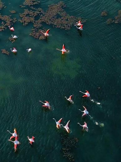 Aerial Ballet of Flamingos: Nature's Graceful Flight